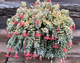Cliff Cotyledon Pendens | 6- inch | With or Without Hanging Pot | Cliff Cotyledon