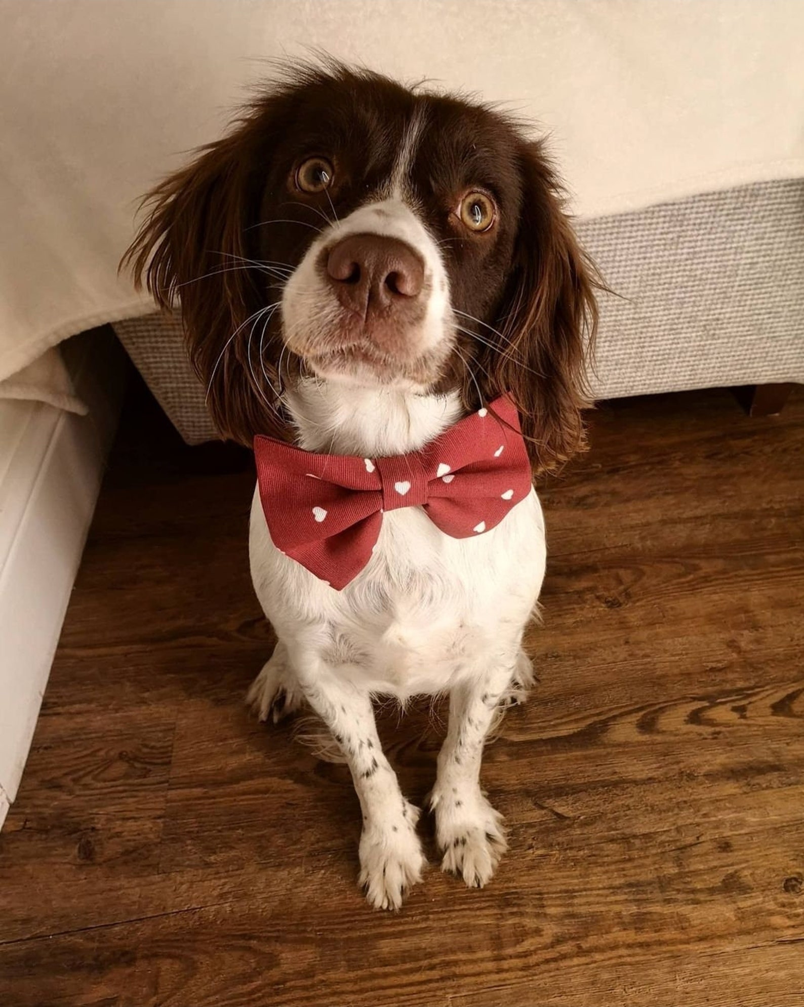 Tutto è Iniziato Con Un Cane E Un Papillon
