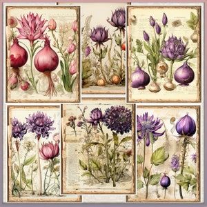 May include: A collage of vintage botanical illustrations featuring various purple and pink flowers, including a large pink onion, a purple artichoke, and a purple flower with a large, round bud. The illustrations are set against a background of old, textured paper.