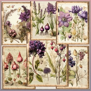 May include: A collage of vintage botanical illustrations featuring various purple flowers, including asters, anemones, and bellflowers. The illustrations are set against a background of old paper with text and delicate floral patterns.
