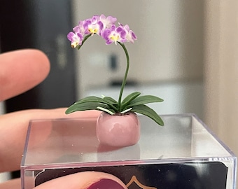 Miniature purple orchids in a white pot