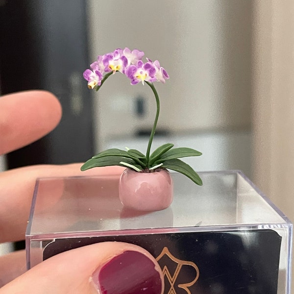 Miniature purple orchids in a white pot