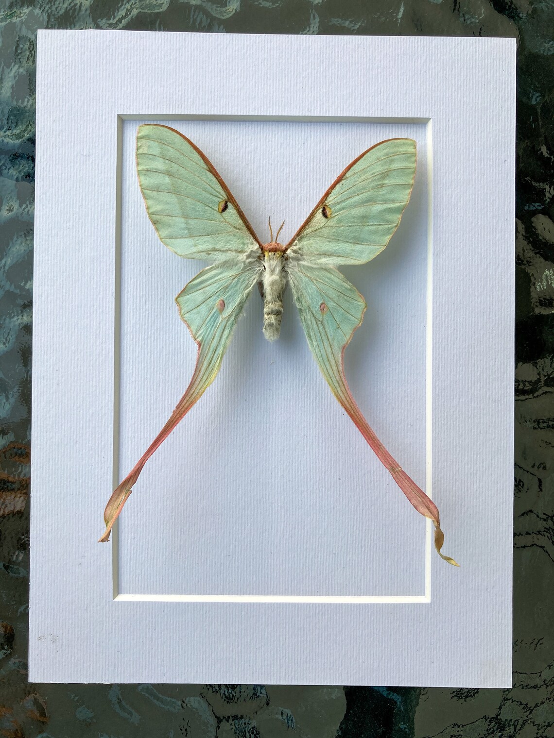 Actias dubernardi Chinese moon moth in the frame Etsy