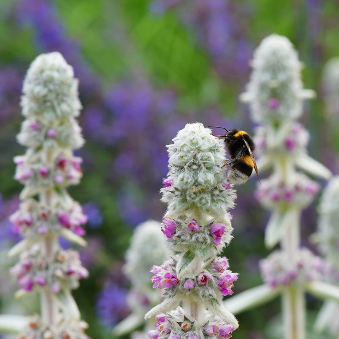 Lambs Ear Seeds