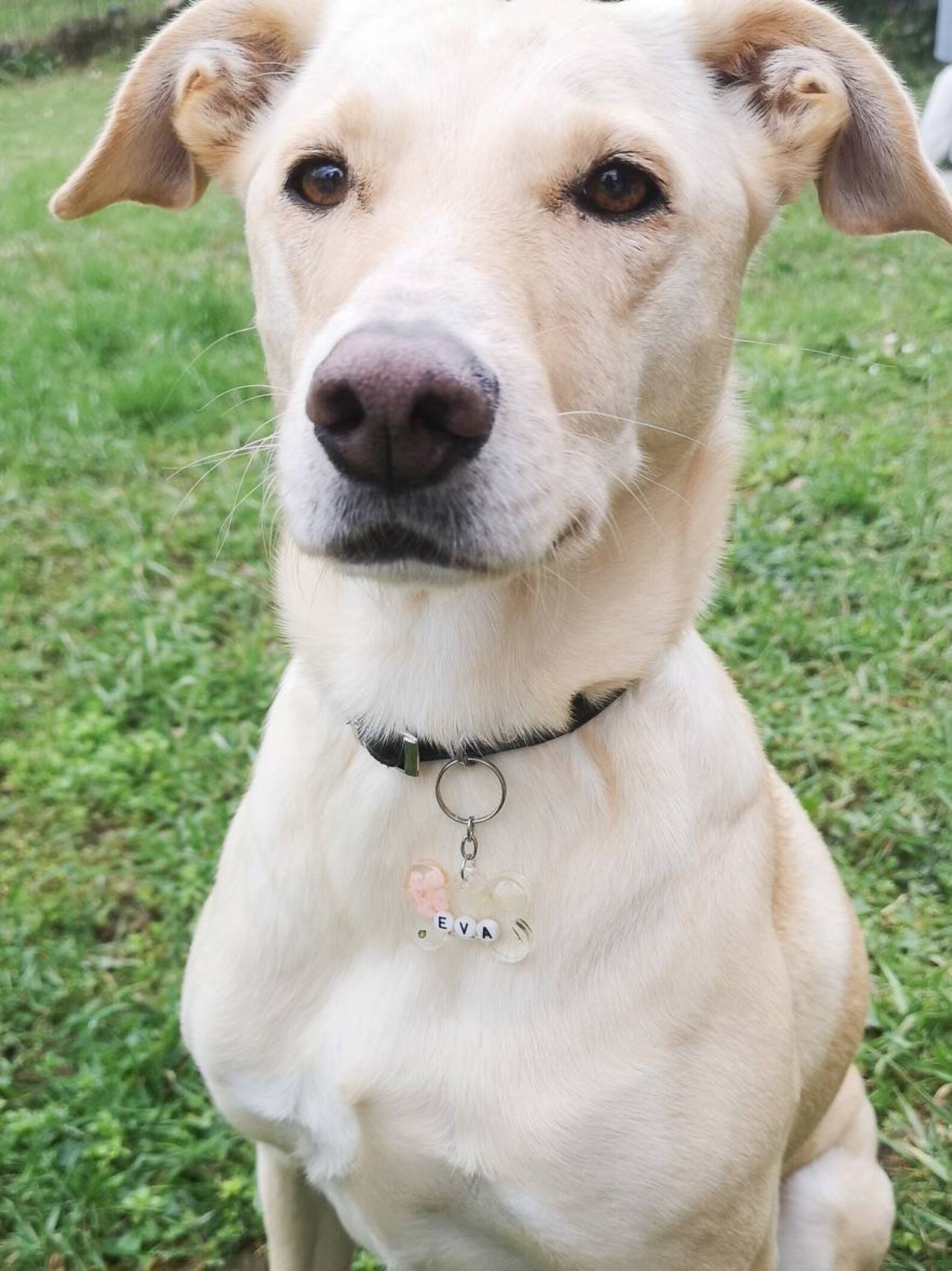 Medaglietta cane personalizzabile tag in resina Etsy