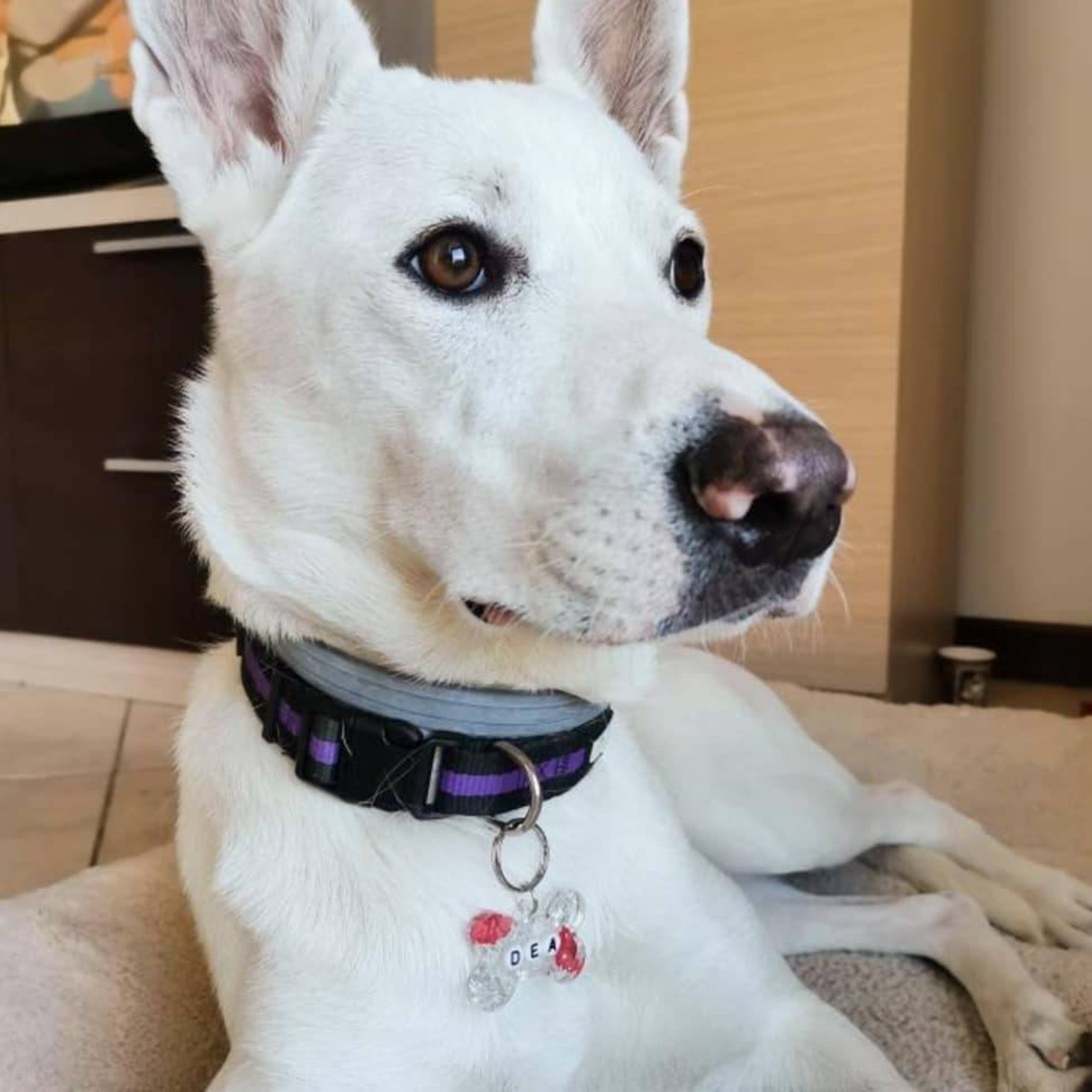 Medaglietta cane personalizzabile tag in resina Etsy