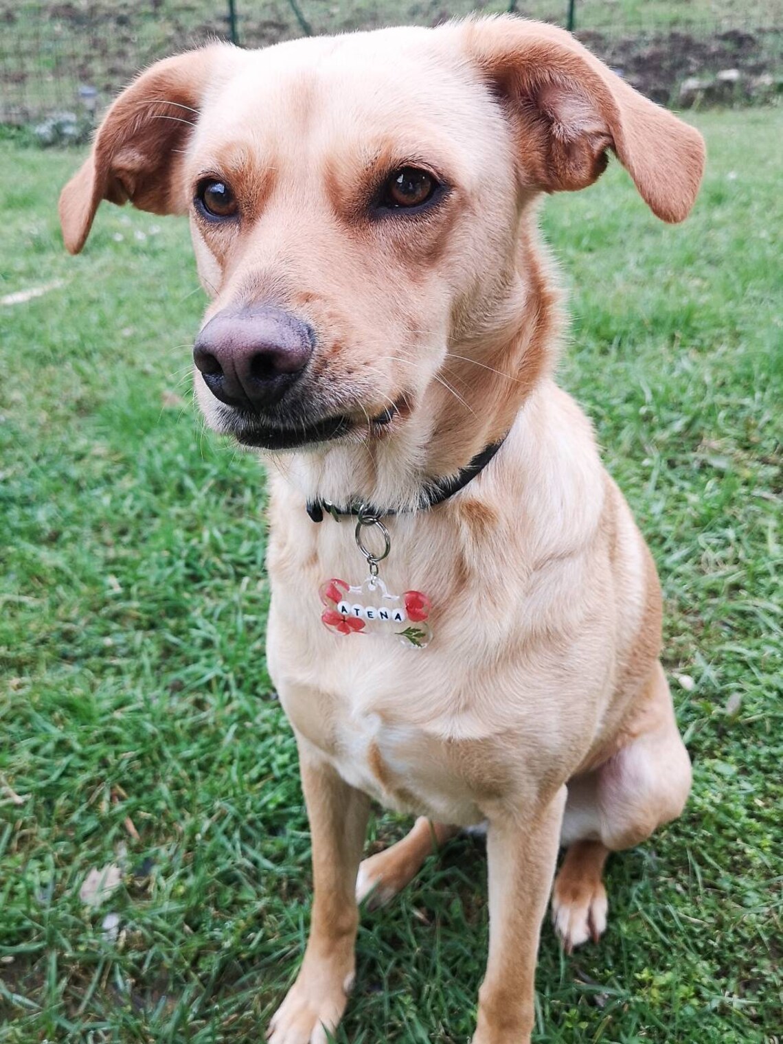 Medaglietta cane personalizzabile tag in resina Etsy