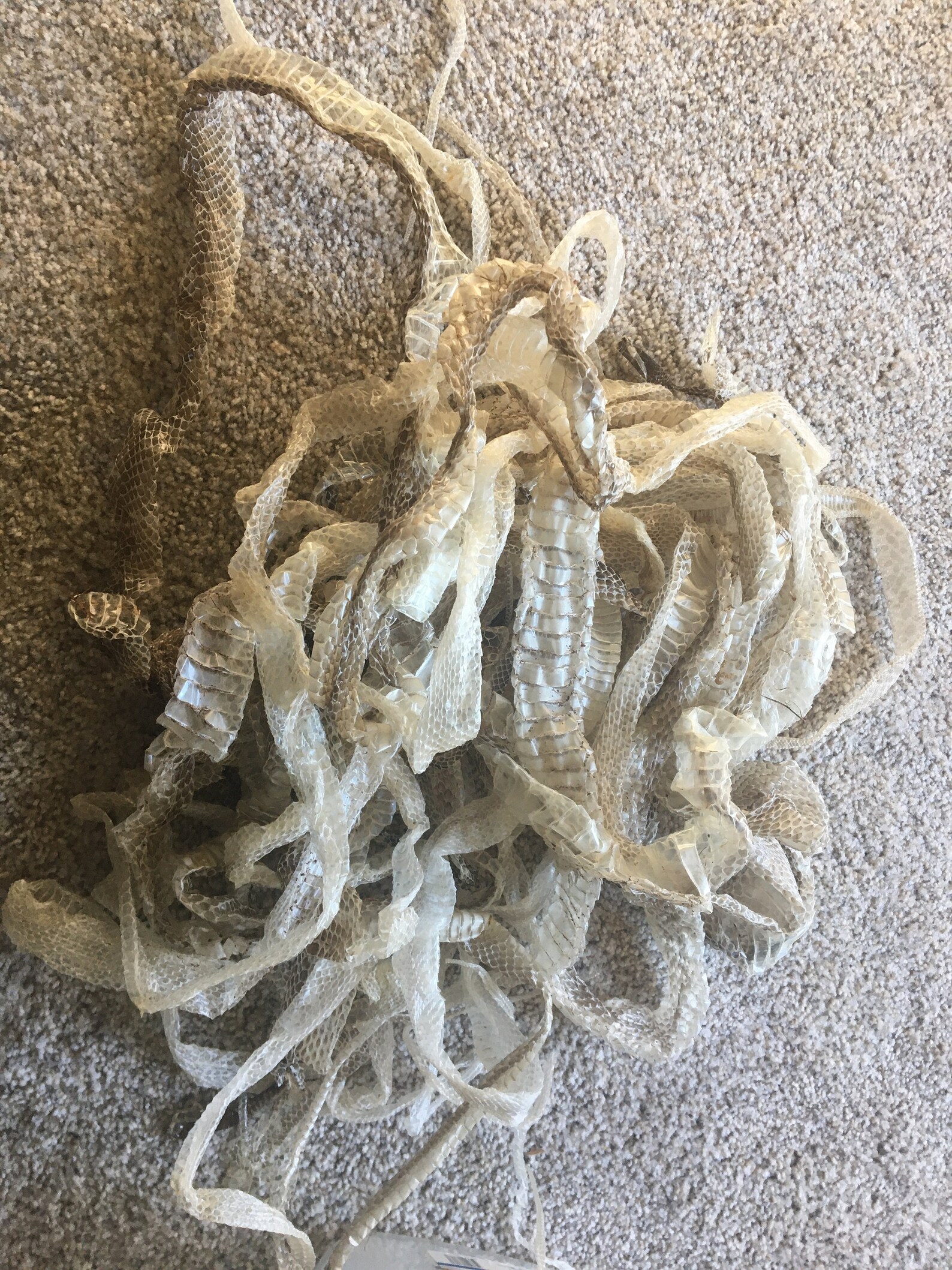 Shedded Snake Skin Material - Etsy