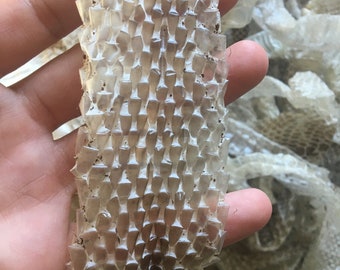 Shedded Snake Skin - Etsy