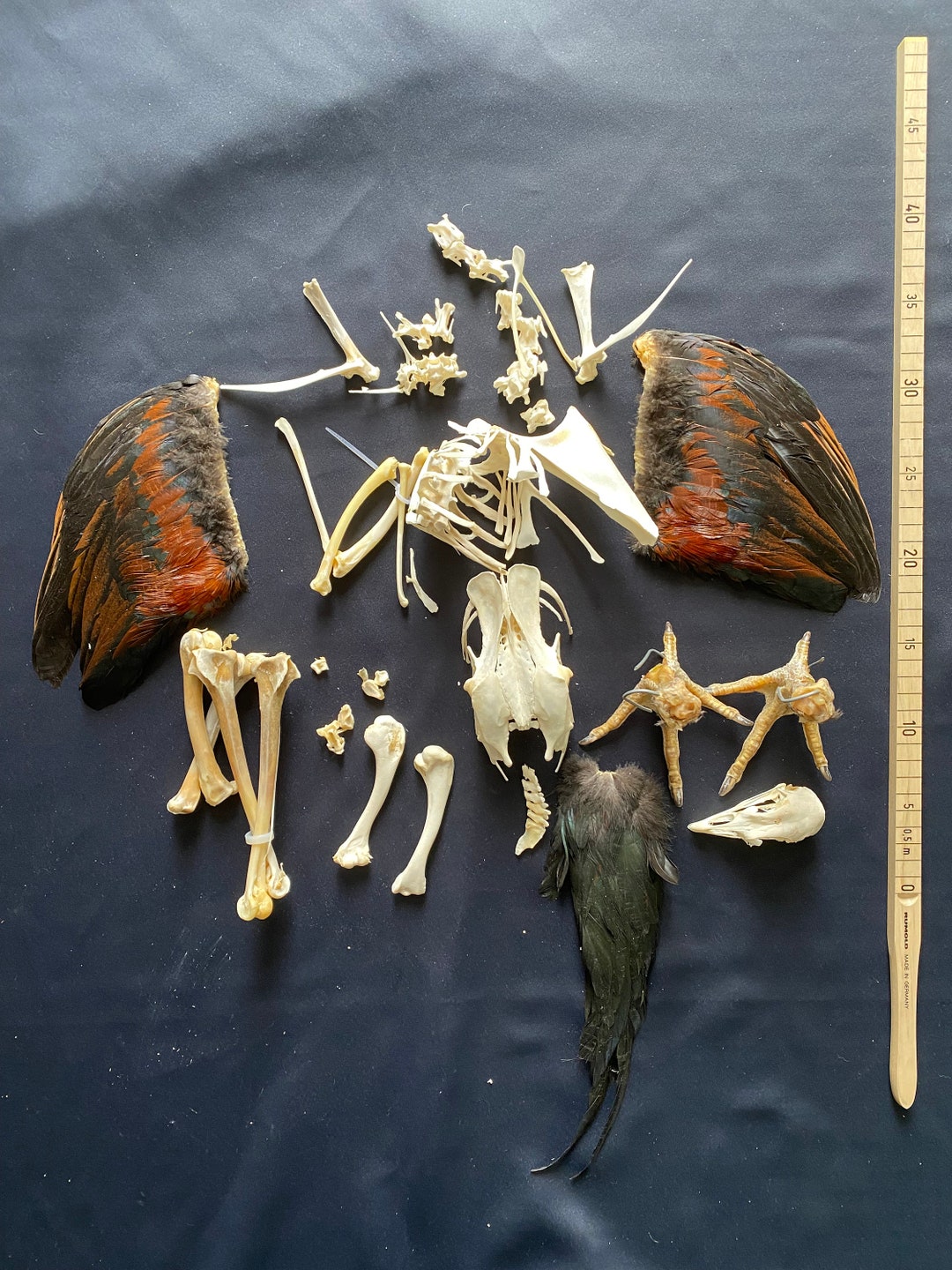 Real Taxidermy Rooster Skeleton Ayam Cemani Bird Bone Skull - Etsy