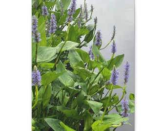 Nach Regenfällen;Canvas Blumendruck; Blumen; Frühlingsblumen; Blumen auf Leinwand; Blumenliebhaber Geschenk