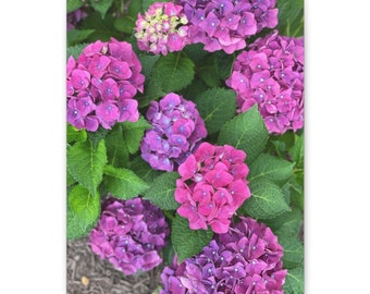 Purple Hydrangea Macro Photography Canvas Wall Art, Purple magic