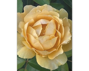 Braut Schönheit; Leinwand Blumendruck; Blumen; Frühlingsblumen; Blumen auf Leinwand; Blumenliebhaber Geschenk