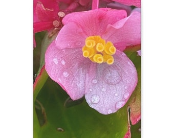 Tränen; Leinwand Blumendruck; Blumen; Frühlingsblumen; Blumen auf Leinwand; Blumenliebhaber Geschenk