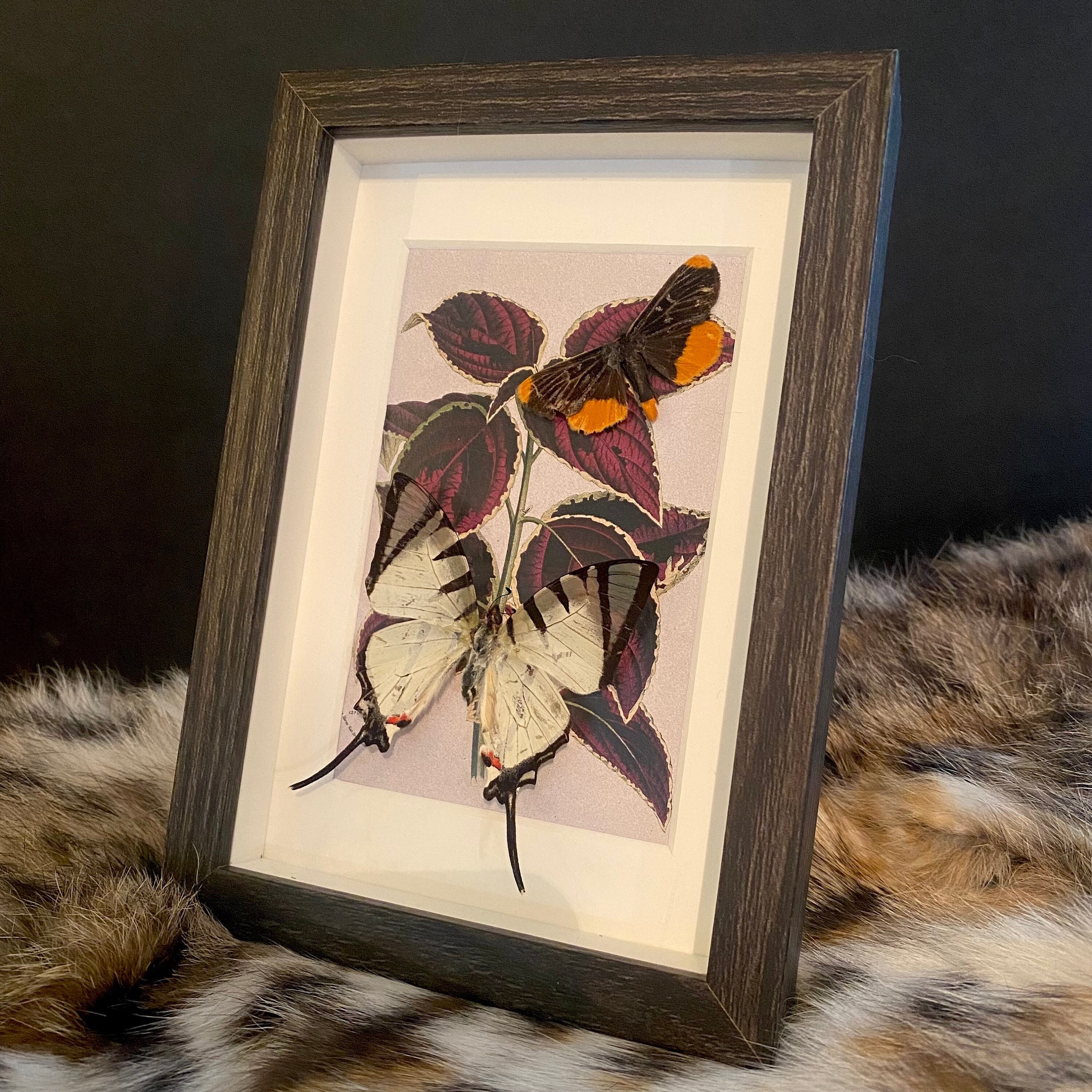 2 Preserved Butterflies in Frame Etsy