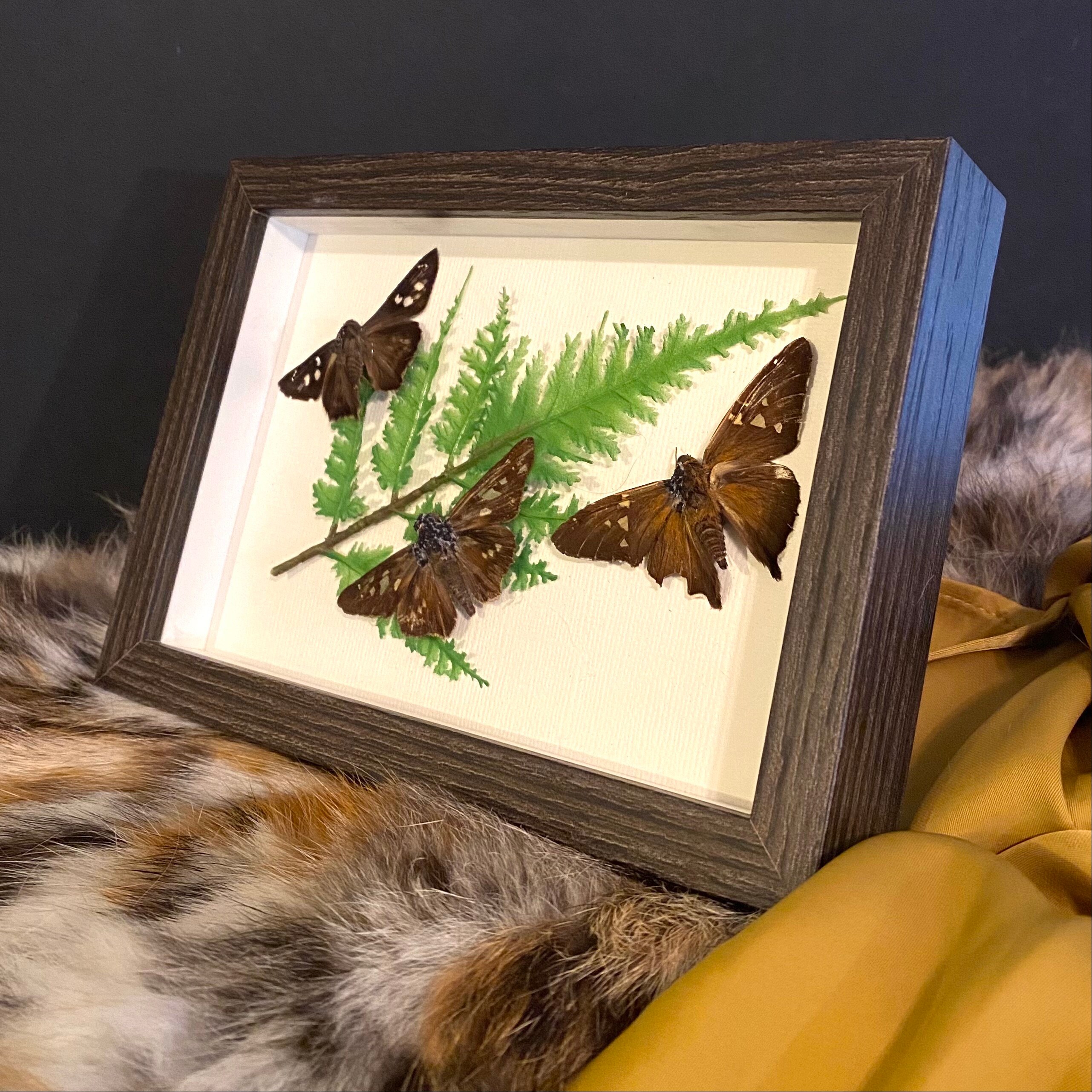 3 Preserved Butterflies in Frame Etsy