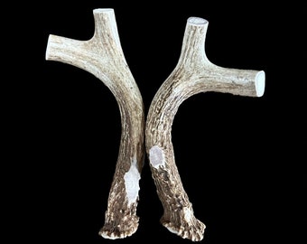 May include: Two light brown antler sheds, each with a curved shape, are positioned in a V-shape, with the tips of the antlers pointing upwards.