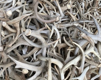 Bulk Craft Whitetail Deer Antlers, Cutoff Antler Sheds From Montana. No Broken Tines or Tips! Crafts ~ Wedding decor~ taxidermy!