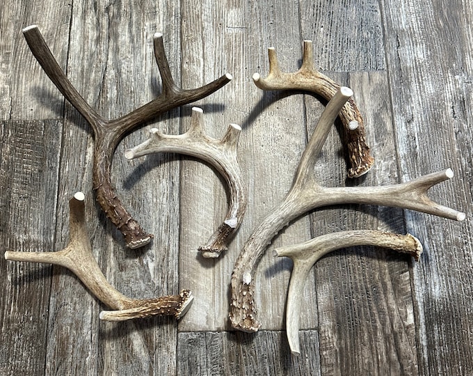 Whole Deer Antlers for Dogs, Premium Grade A Deer Antler Dog Chews From