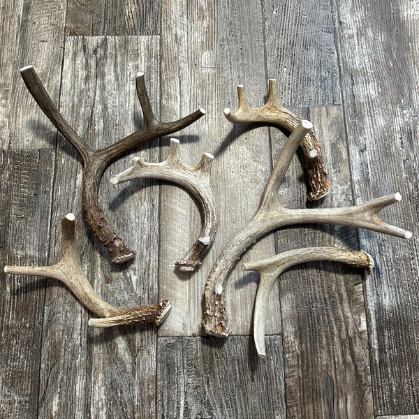 Whole Deer Antlers For Dogs, Premium Grade A Deer Antler Dog Chews From Montana! 1 (pc)