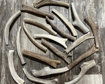 May include: A collection of natural antler dog chews of various sizes and shapes. The antlers are light brown and beige in color and have a rough, textured surface.