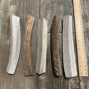 May include: Five antler dog chews of varying sizes and colors. The chews are arranged in a row from left to right. A ruler is visible in the background.