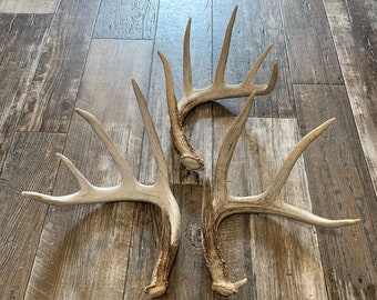 Large Deer Antler. Whole Deer Antler. Craft Antler. Grade A Antler. One Antler Shed