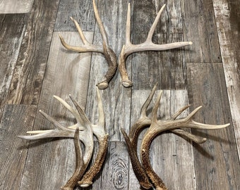 2 Pack Deer Antler. Whole Deer Antler. Craft Grade. Grade A Antlers. Shed Antlers. Fast shipping!