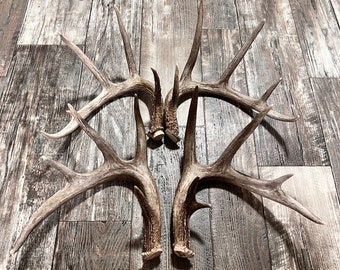 2 Pack Deer Antler. Whole Deer Antler. Craft Grade. Grade A Antlers. Cutoff Antler Sheds. Fast Shipping! Matching set, two antlers.