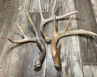 Medium Deer Antler. Whole Antler. Craft Antler. Grade A Antlers. One Antler Shed