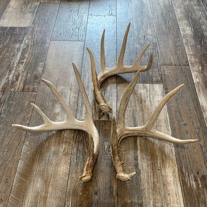 Large Deer Antler. Whole Deer Antler. Craft Antler. Grade A Antler. One Antler Shed