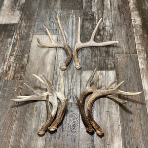 2 Pack Deer Antler. Whole Deer Antler. Craft Grade. Grade A Antlers. Shed Antlers. Fast shipping!