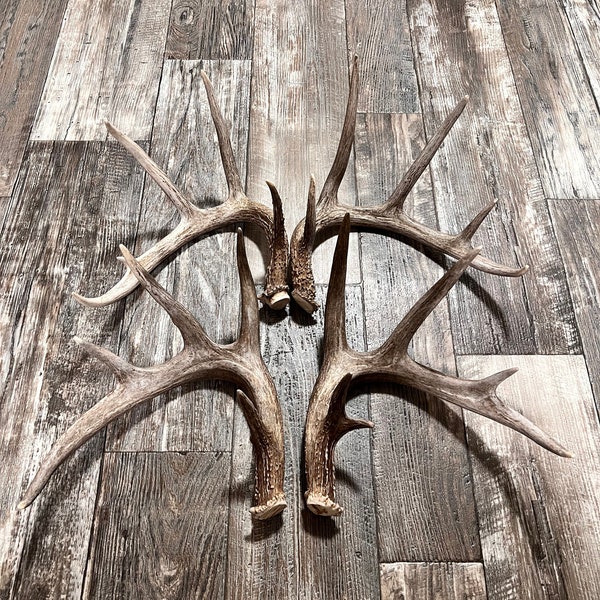 2 Pack Deer Antler. Whole Deer Antler. Craft Grade. Grade A Antlers. Cutoff Antler Sheds. Fast Shipping! Matching set, two antlers.