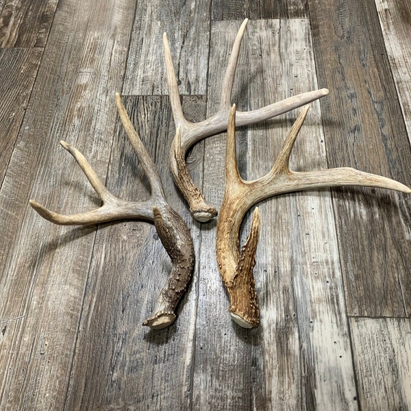 Medium Deer Antler. Whole Antler. Craft Antler. Grade A Antlers. One Antler Shed