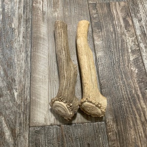 May include: Two natural deer antlers, one light brown and one beige, are displayed on a wooden surface. The antlers have a rough, textured appearance and are likely used as dog chews or decorative items.
