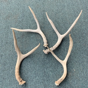 Forked Deer Antler~ Naturally Shed 2 points From Montana! Craft and A Grade Antlers-Whitetail & Mule Deer - 1 Antler