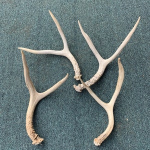 Forked Deer Antler~ Naturally Shed 2 points From Montana! Craft and A Grade Antlers-Whitetail & Mule Deer - 1 Antler