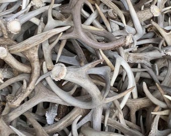 Bulk Craft Whitetail Deer Antlers, Cutoffs Antler Sheds, Perfect for Crafts, Wedding Decor, and Home Decor.