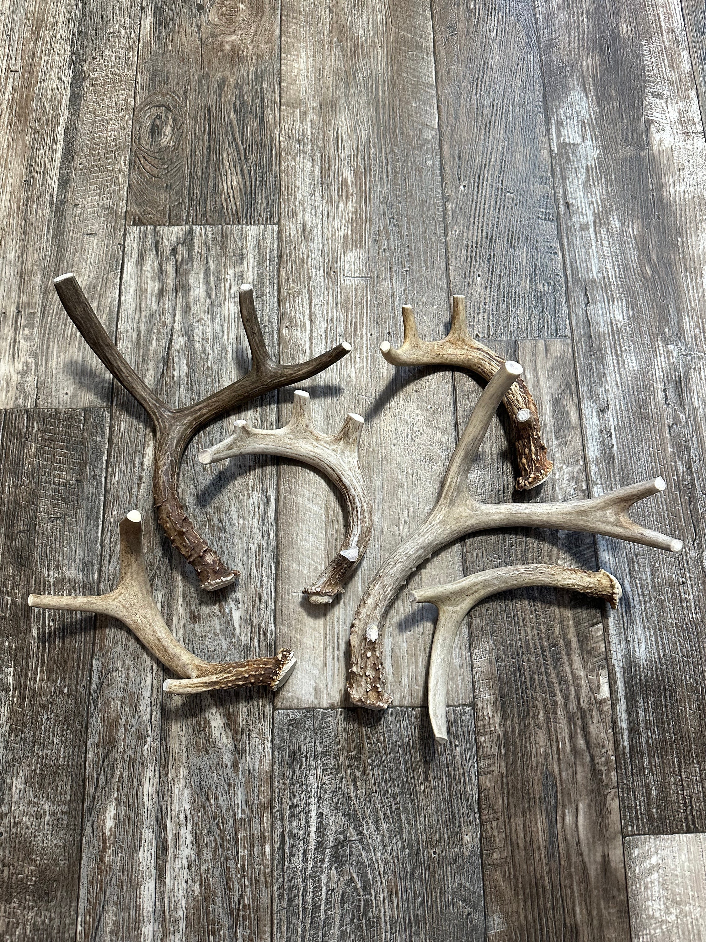Whole Deer Antlers For Dogs, Premium Grade A Deer Antler Dog Chews From Montana! 1 (pc)