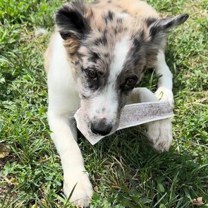 7–9” XL Split Elk Antler Dog Chew – Premium Montana Elk Antler image 2