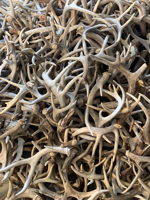Natural top shed antlers