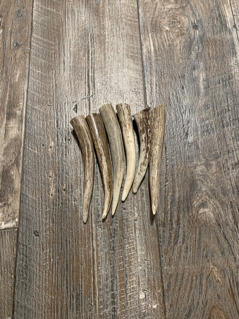 Deer/Elk Antler Tips -Pack of (8) 3.5 - 4 Clean Toggles-perfect for