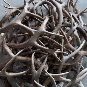 Bulk Craft Mule Deer Antlers, Grade A Antler. Deer Antler Sheds From Montana! No broken tines or tips!
