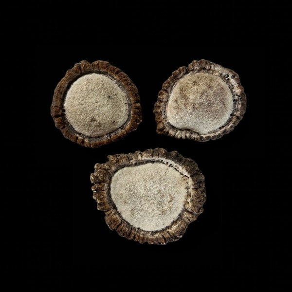 3 Pack Elk Antler Burr. All Natural Elk Antler Burr From Montana. Premium Elk Antler Burr.