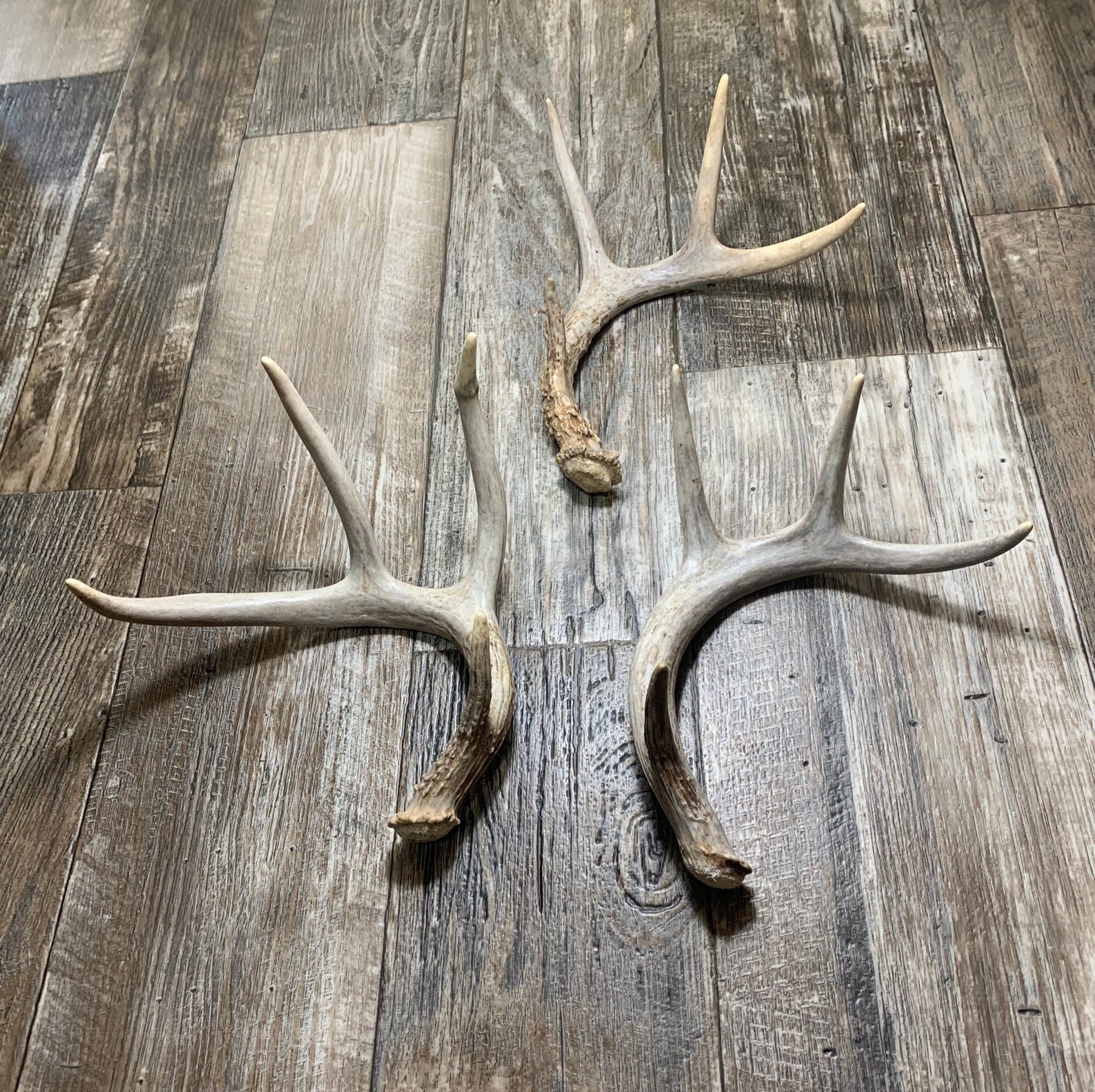 Small Deer Antler. Whole Deer Antler. Craft Antler. Grade A Deer Antler