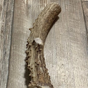XX-Large Massive Deer Antler Dog Chew, Premium Antler From Montana! ~ Free Shipping!