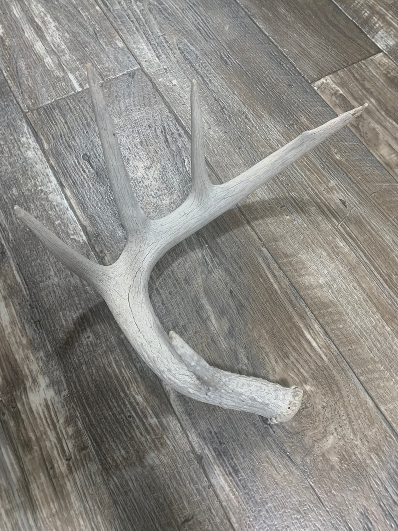 Puede incluir: Una sola asta de ciervo blanca blanqueada con m&uacute;ltiples puntas. La asta est&aacute; sobre una superficie de madera.