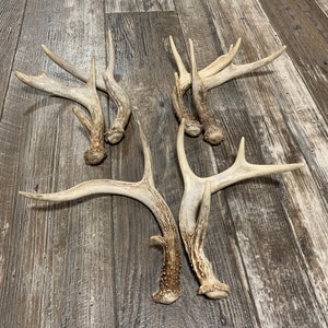 2 Pack Deer Antler. Whole Deer Antler. Craft Grade. Grade A Antlers ...