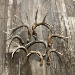 Puede incluir: Una colecci&oacute;n de cornamentas de ciervo de varios tama&ntilde;os y formas, dispuestas sobre una superficie de madera. Las cornamentas var&iacute;an en color, desde marr&oacute;n claro hasta marr&oacute;n oscuro, con m&uacute;ltiples puntas y curvas.