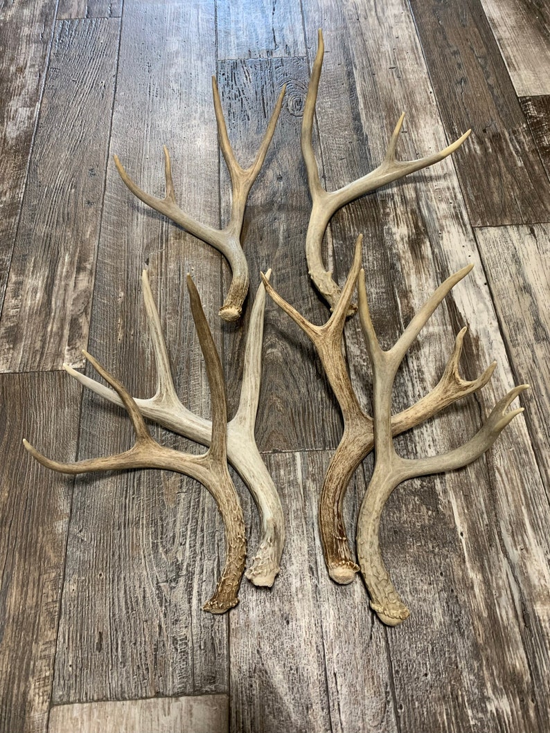 Bulk Craft Mule Deer Antlers Grade A Antler. Deer Antler Etsy